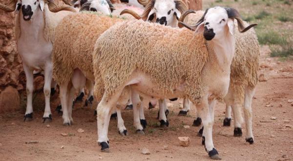 تراجع ملموس في أسعار الأضاحي بالمغرب بسبب احتمال إلغاء عيد الأضحى